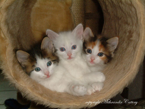Three Turkish Angora Kittens