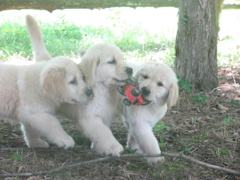 Three White Golden Retriever Puppies Playing With Toy