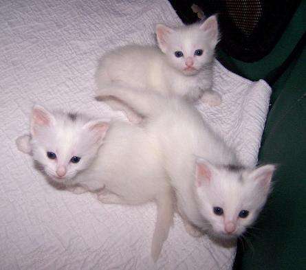 Three White Turkish Angora Cute Kittens Looking Up