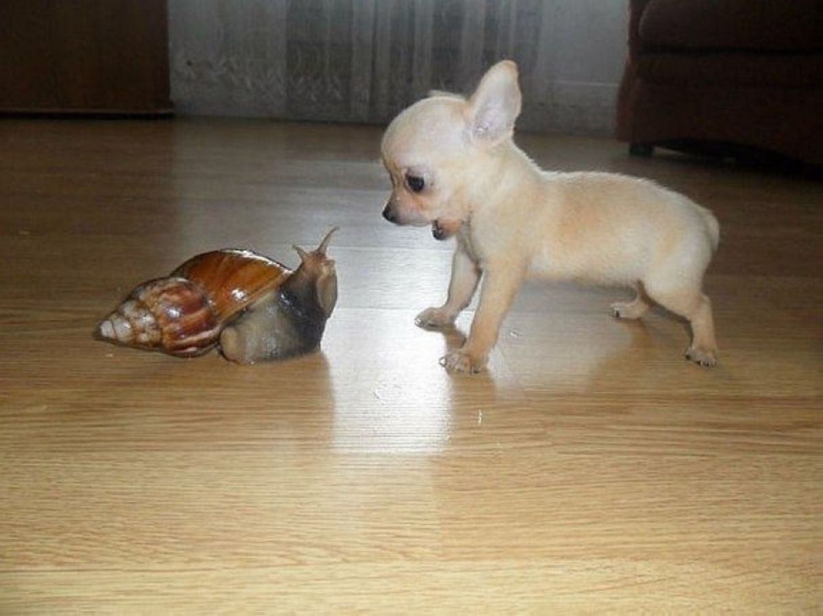 Tiny Puppy Shocked To See Snail Funny Image
