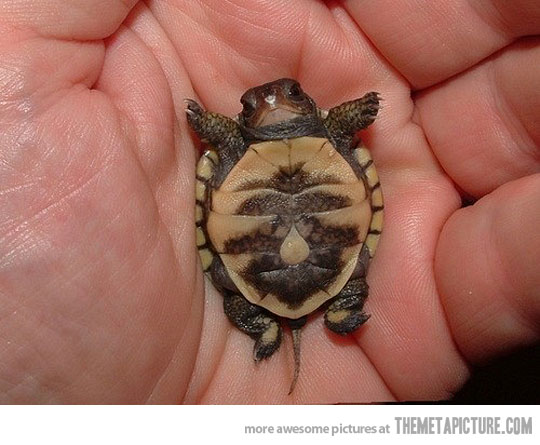 Tiny Baby Turtle In Hand Funny Picture