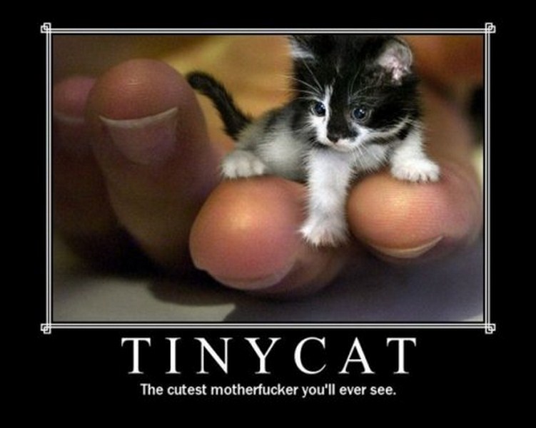Tiny Cat Funny Poster