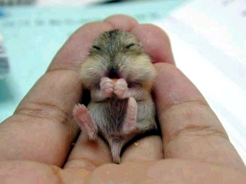 Tiny Gerbil Funny Picture
