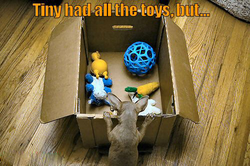 Tiny Had All The Toys Funny Picture