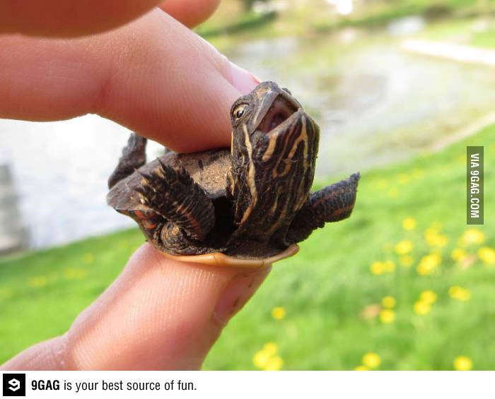 Tiny Tortoise Funny Picture