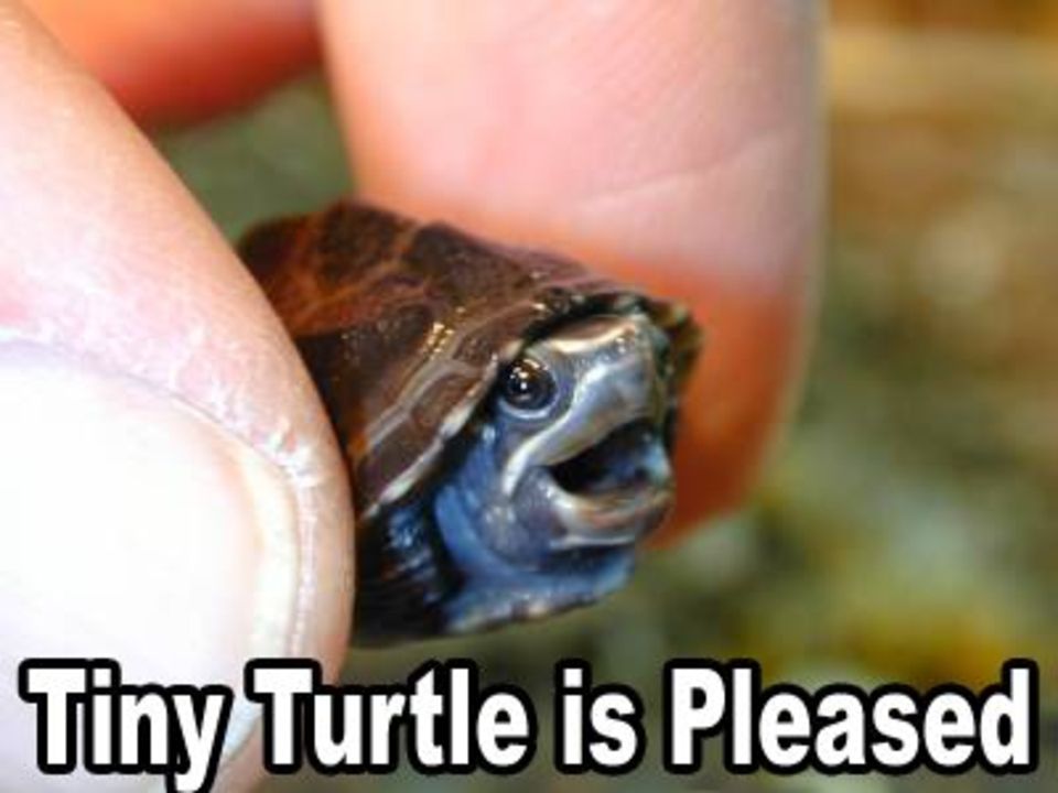 Tiny Turtle Is Pleased Funny Picture