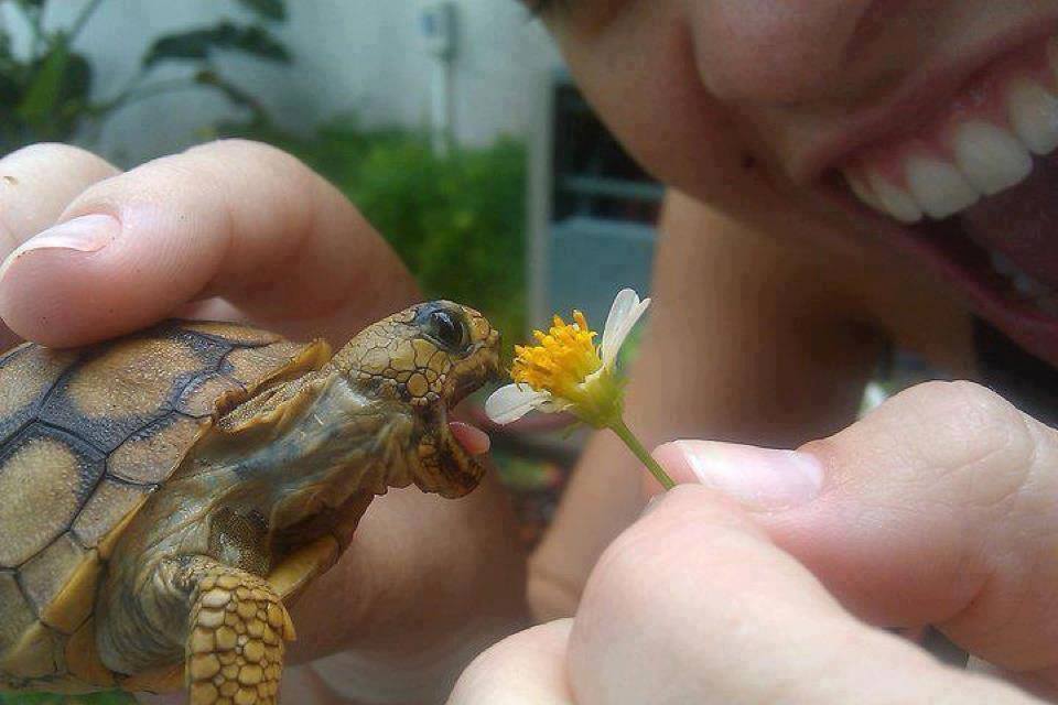 Tiny Turtle Trying Eat Flower Funny Picture