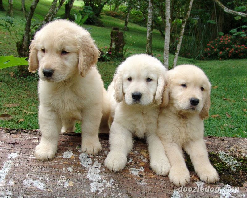 Top Quality Three Golden Retriever Puppies