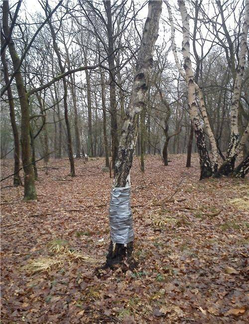 Tree Wrapped With Duct Tape Funny Picture