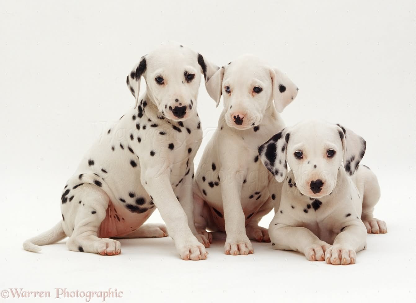 Trio Of Dalmatian Puppies