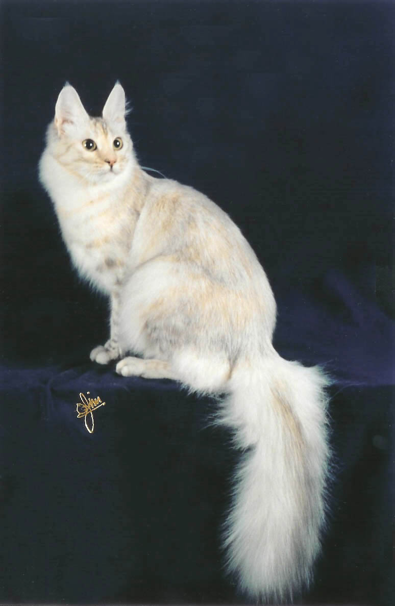 Turkish Angora Cat Sitting Picture