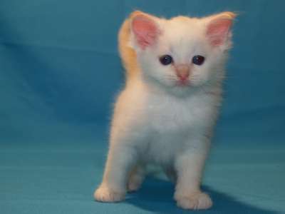Turkish Angora Kitten Image