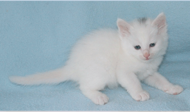 Turkish Angora Kitten Sitting