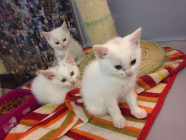 Turkish Angora Kittens Photo