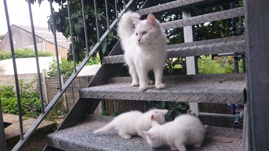 Turkish Angora Kittens Playing On Stairs
