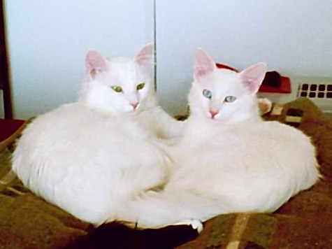 Two Beautiful White Turkish Angora Sitting On Bed