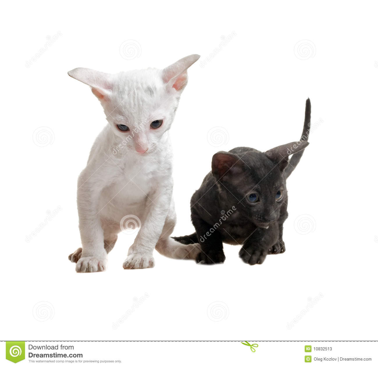 Two Black And White Cornish Rex Kittens