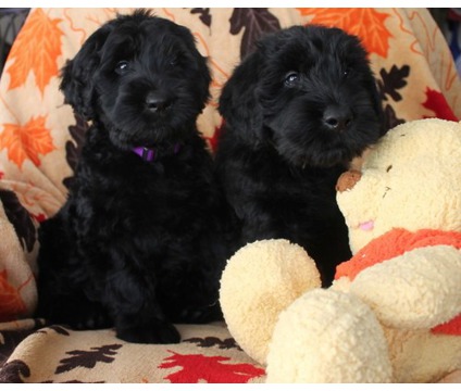 Two Black Giant Schnauzer Puppies