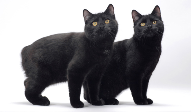 Two Cute Black Cymric Kitten