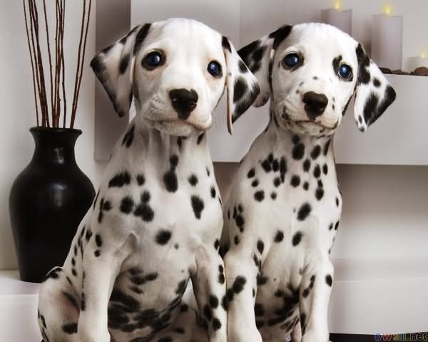 Two Cute Dalmatian Puppies Looking At Camera