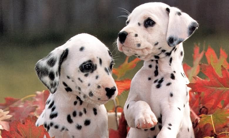 Two Cute Dalmatian Puppies Outside