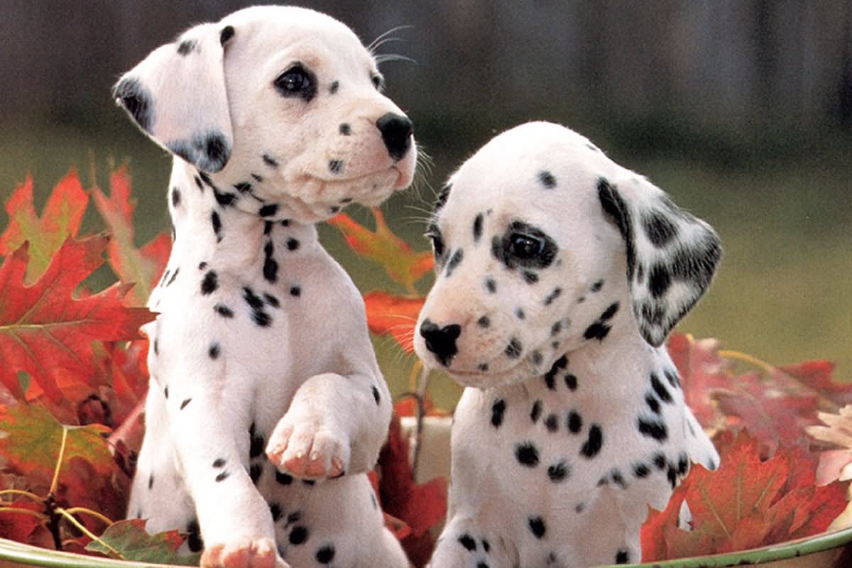 Two Cute Dalmatian Puppies