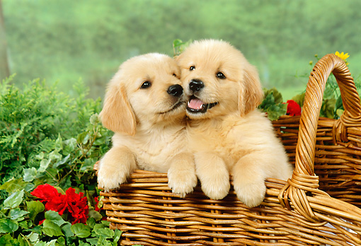 Two Cute Golden Retriever Puppies In Basket
