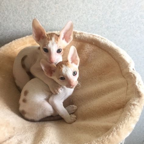 Two Cute Miniature Cornish Rex Kittens Looking At Camera