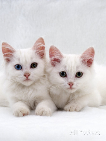 Two Cute White Turkish Angora Kitten