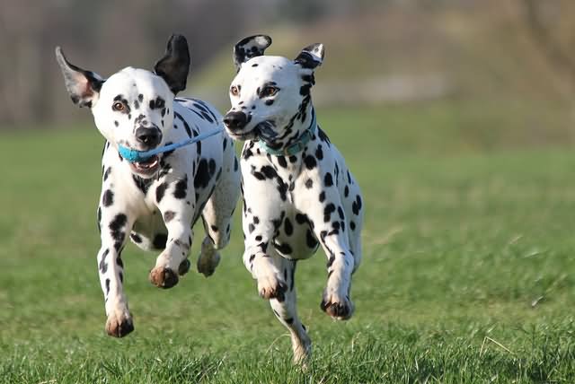Two Dalmatian Dogs Running Picture