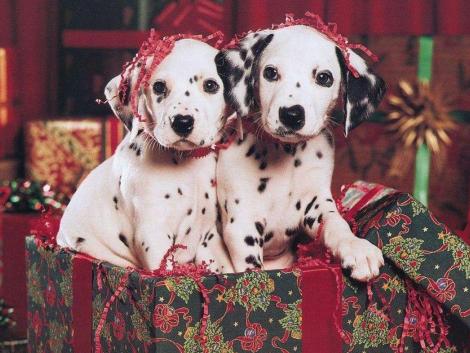 Two Dalmatian Puppies Christmas Gift