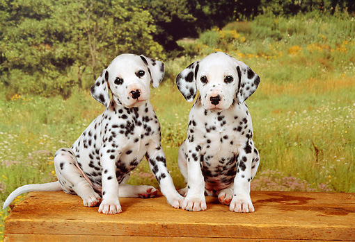 Two Dalmatian Puppies Sitting On Table In Garden