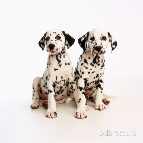 Two Dalmatian Puppies Sitting