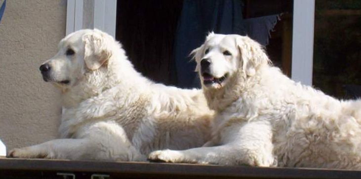 Two Full Grown White Golden Retriever Dog