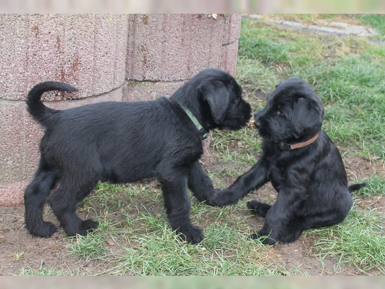 Two Giant Schnauzer Puppies Picture