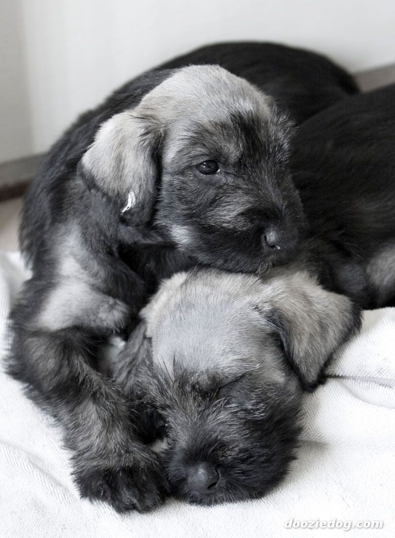 Two Giant Schnauzer Puppies
