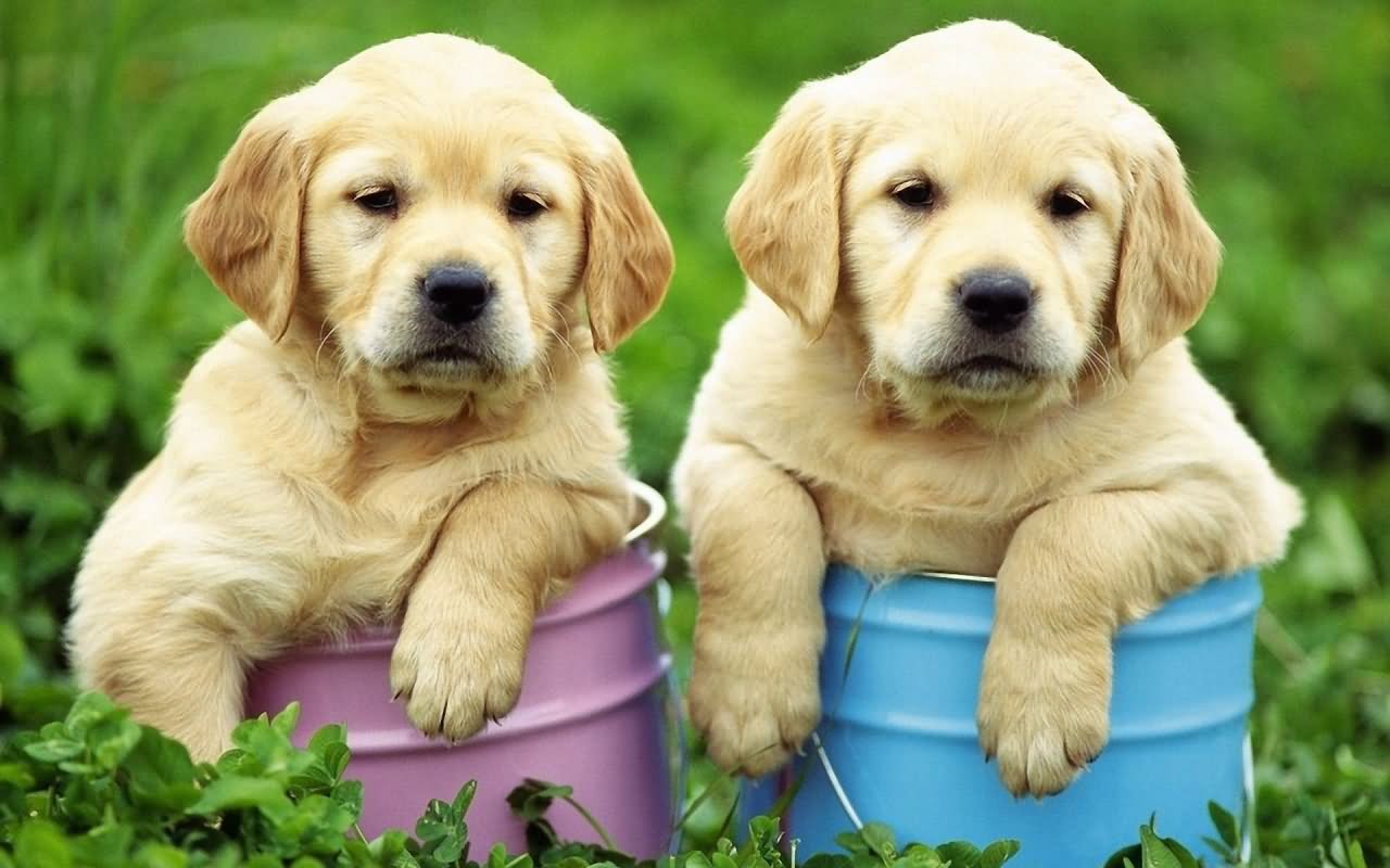 Two Golden Retriever Puppies In Basket