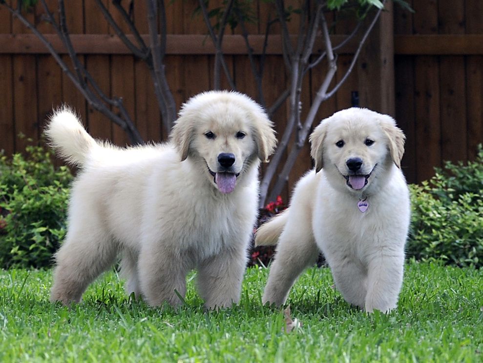 Two Golden Retriever Puppies Playing In Garden