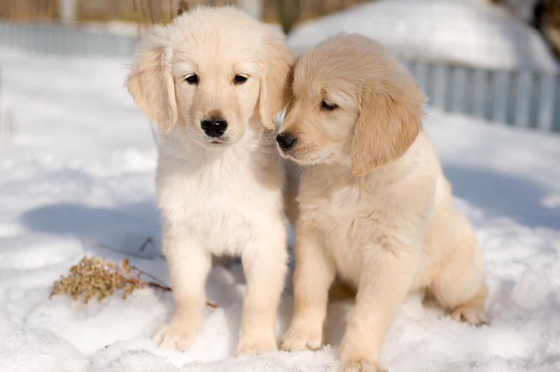 Two Golden Retriever Puppies Sitting On Snow