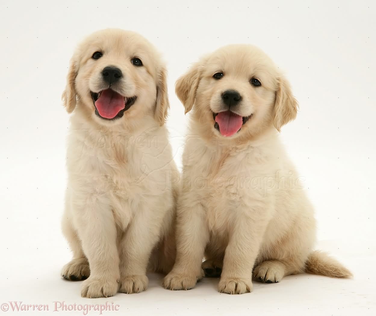 Two Golden Retriever Puppies Sitting