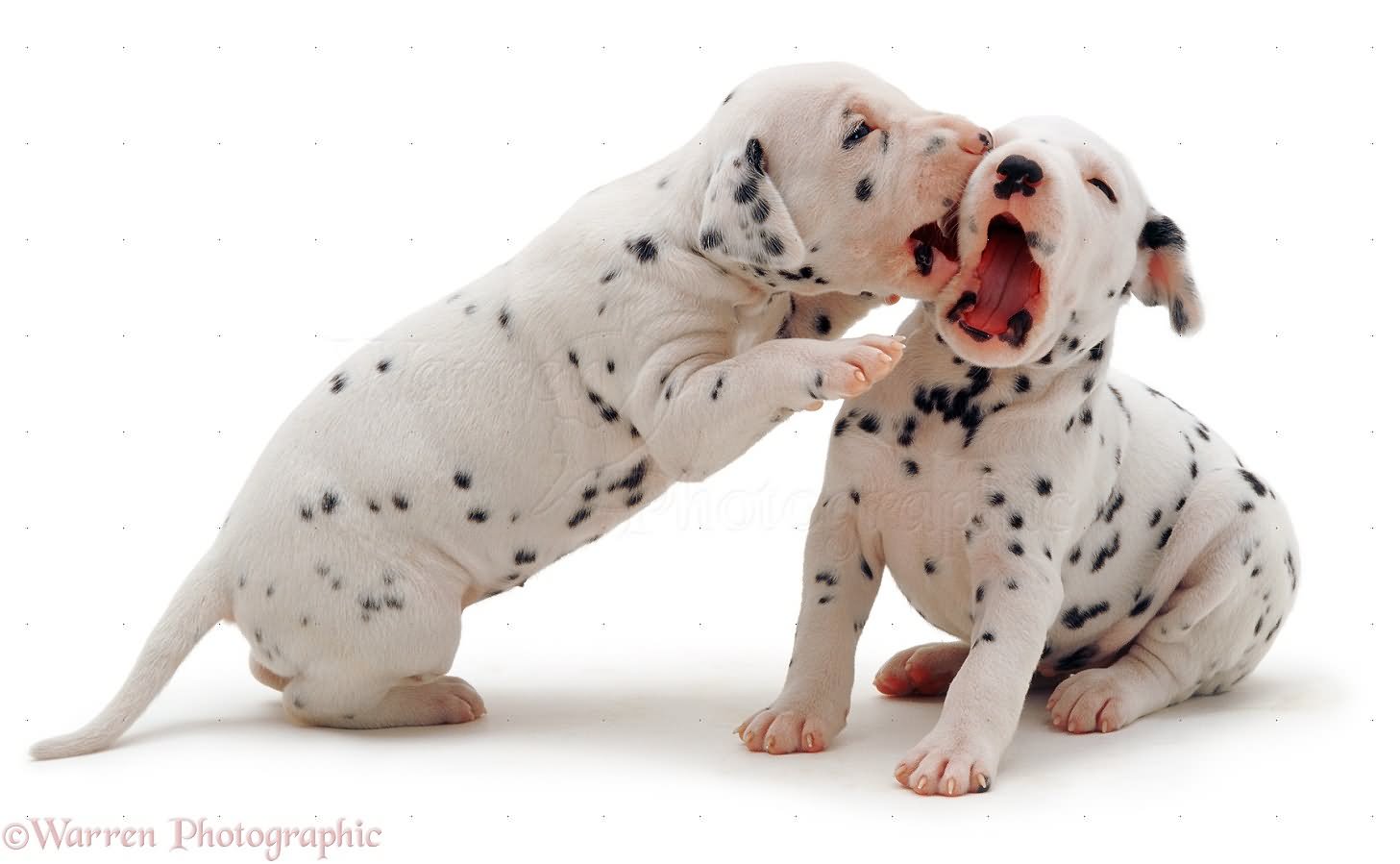 Two Little Dalmatian Pups Playing