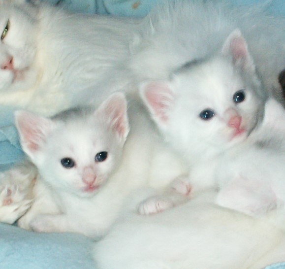 Two Little Turkish Angora Kittens