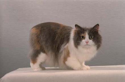 Two Shade Cymric Cat Photo