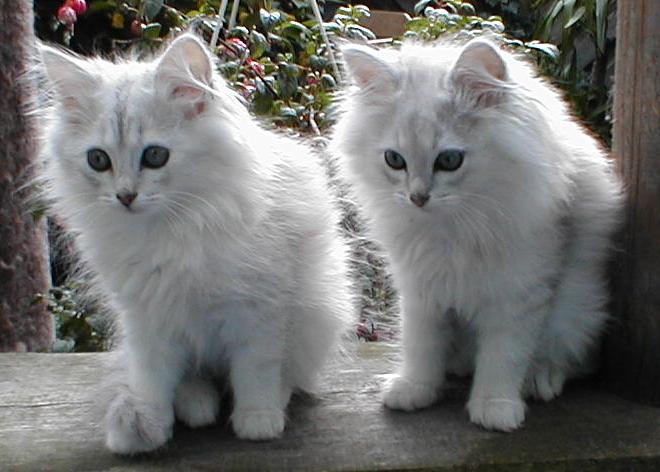 Two Silver Shaded Turkish Angora Kittens