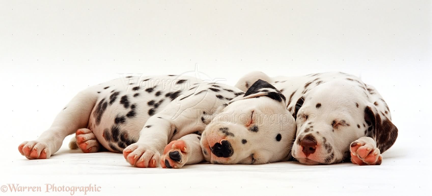 Two Sleeping Dalmatian Puppies