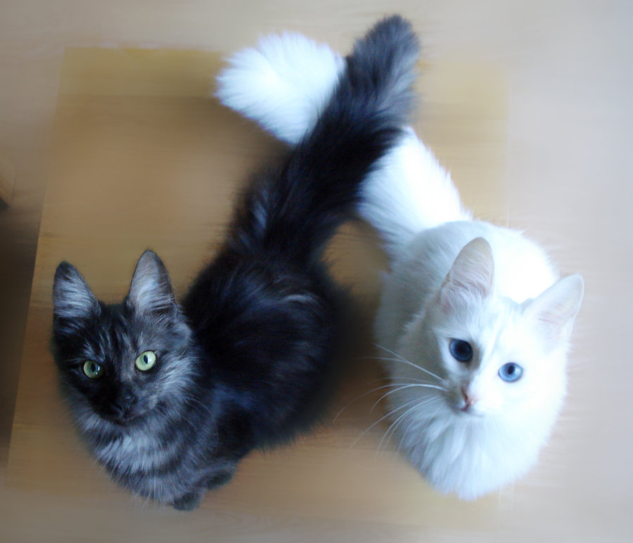Two Turkish Angora Cats Looking Up