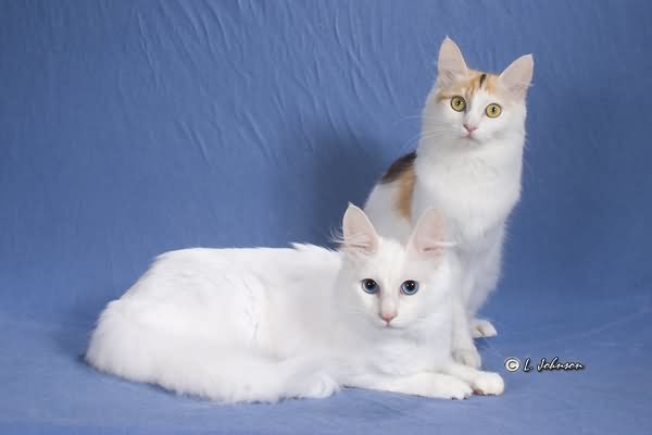 Two Turkish Angora Cats Picture