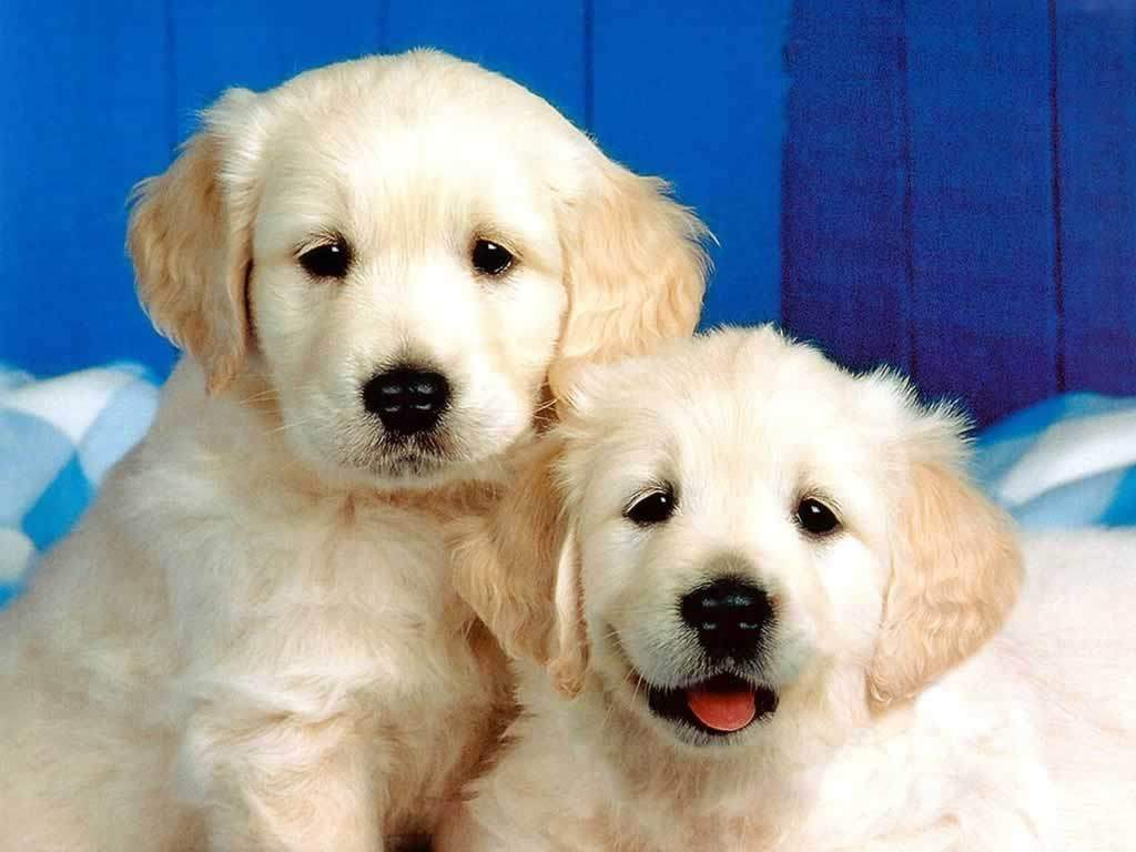Two Very Cute Golden Retriever Puppies