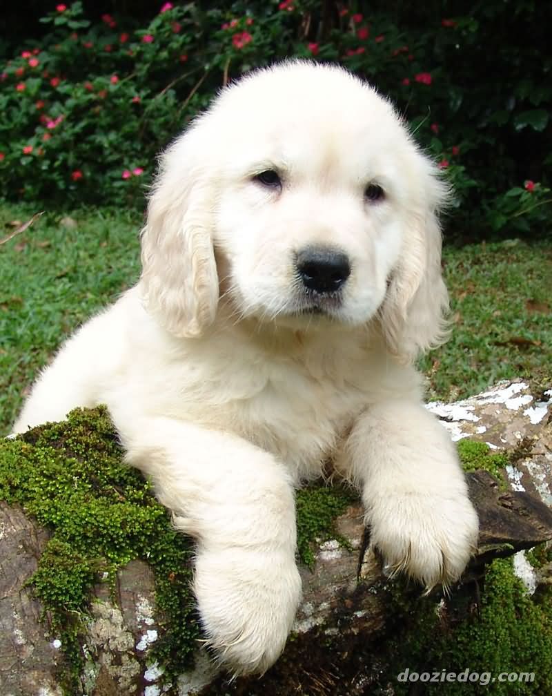 Very Cute White Golden Retriever Puppy