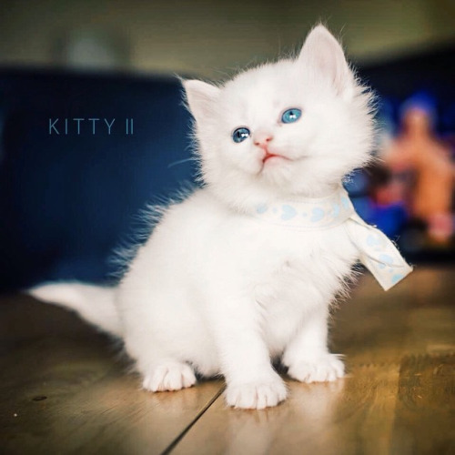 Very Cute White Turkish Angora Kitten